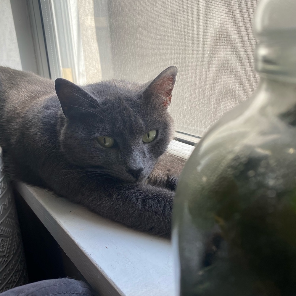 Meet your Posher, Amy